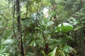 rainforest_jungle_0259.jpg