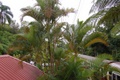 rainforest_kuranda_0107.jpg