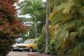 rainforest_kuranda_0112.jpg