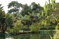 rainforest_kuranda_0326.jpg