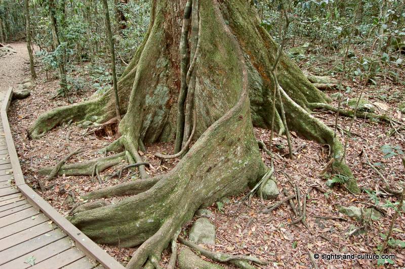 Australia Central Eastern Rainforest Booyong tree