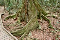 Subtropical and some temperate rainforests - booyong tree