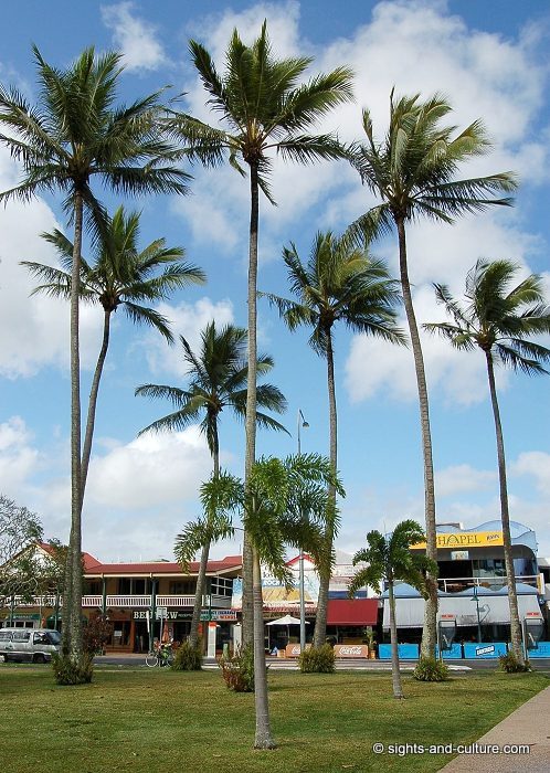 Cairns palm