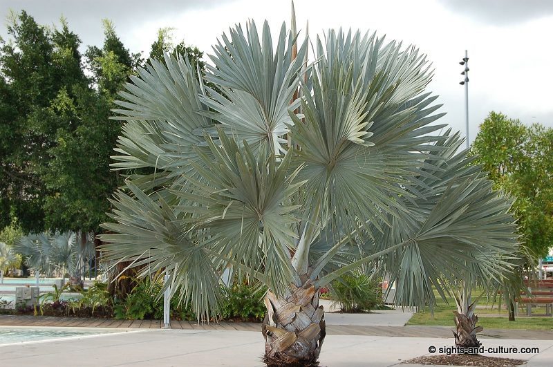 Cairns palm