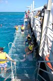 cruise pontoon snorkel site