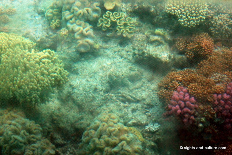Great Barrier Reef - corals