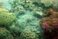 Great Barrier Reef corals