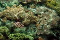Great Barrier Reef corals