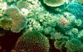 Great Barrier Reef corals