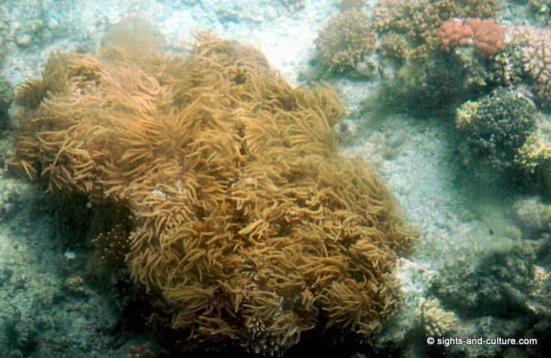 Great Barrier Reef - corals