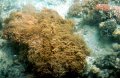 Great Barrier Reef corals