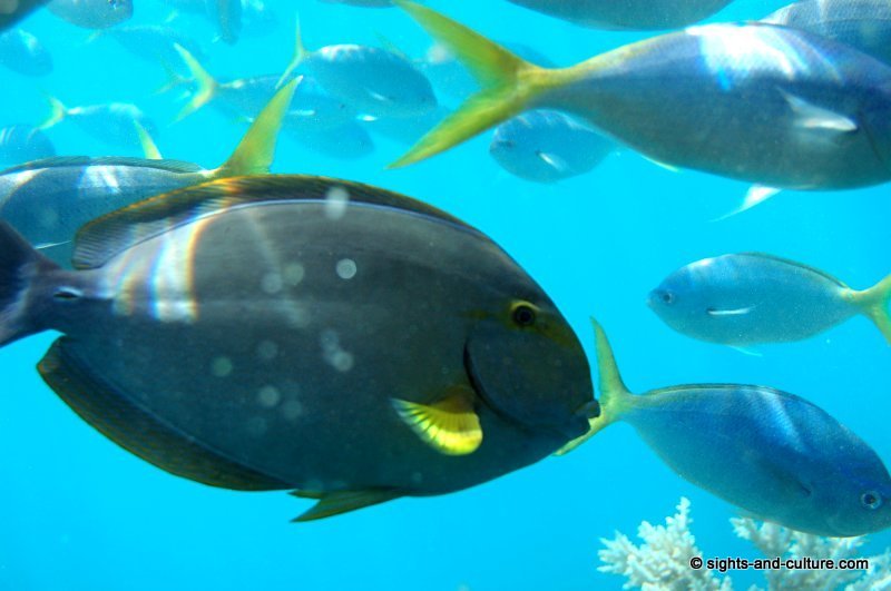 Great Barrier Reef fish