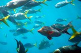 Great Barrier Reef fish