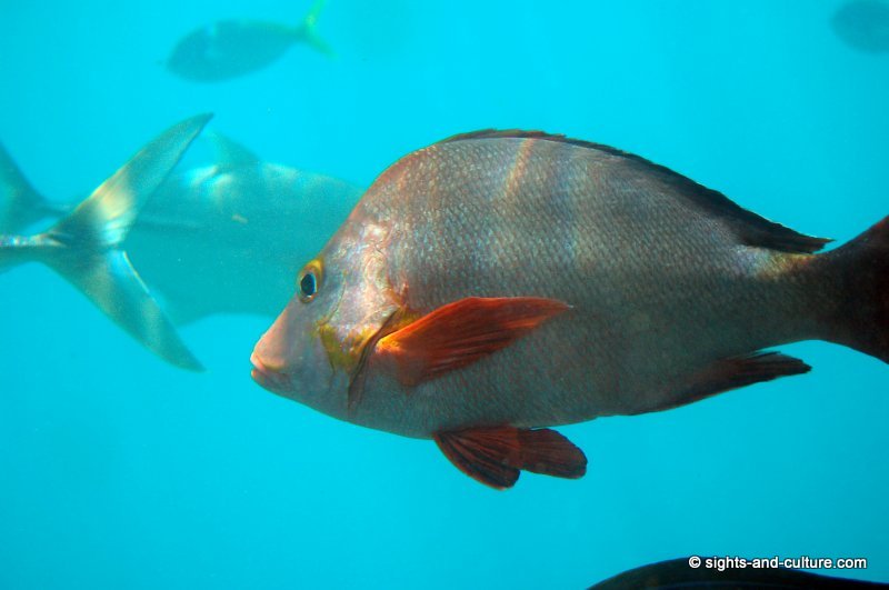 Great Barrier Reef fish