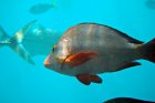 Great Barrier Reef fish