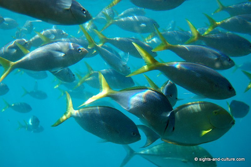 Great Barrier Reef fish