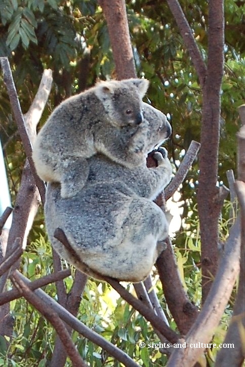 Koalas at Currumbin Wildlife Sanctuary