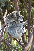 Koalas at Currumbin Wildlife Sanctuary, Goldcoast