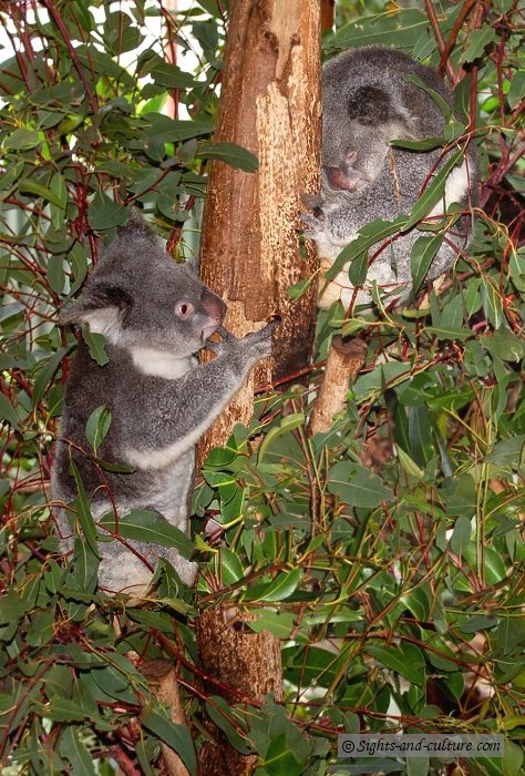 Kuranda wildlife - Koalas