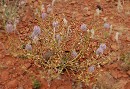 outback flora