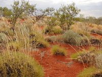 Outback - Uluru-Kata Tjuta National Park - UNESCO World Heritage