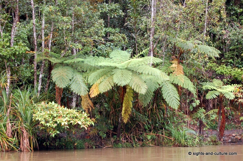Wet Tropics jungle - giant fern