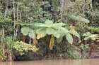 Wet Tropics, giant ferns