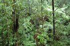 Wet Tropics rainforest jungle