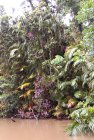 Wet Tropics rainforest jungle