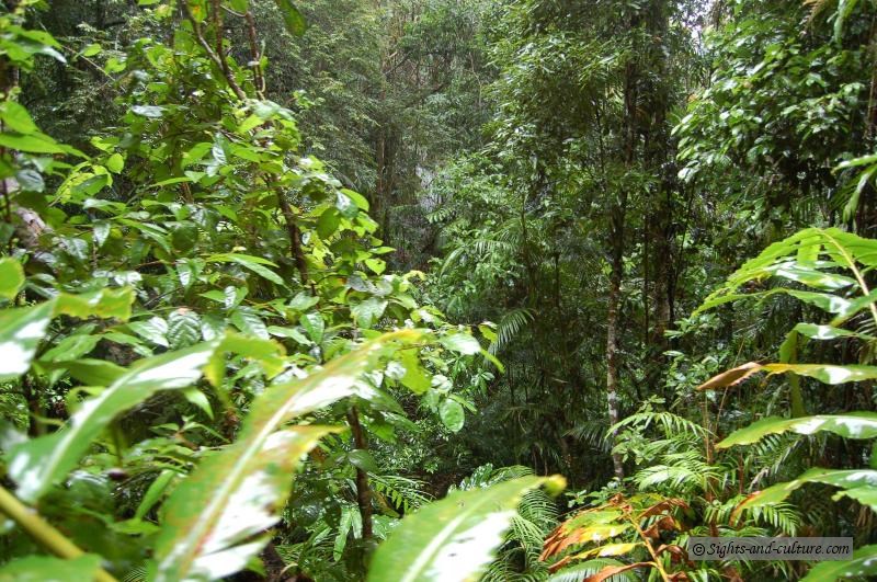 wet tropics rainforest jungle view 1