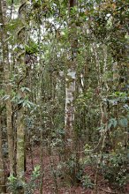 subtropical rainforest floor