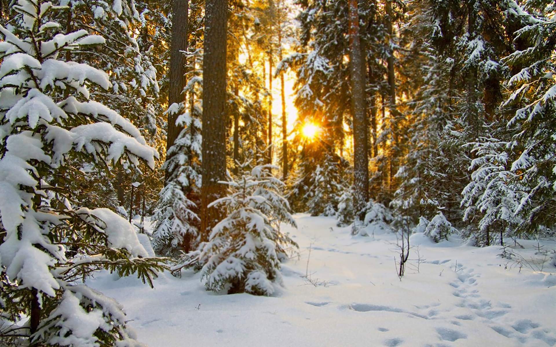 winter scene
