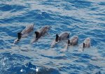 Gran Canaria dolphins near Puerto Rico