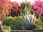 Gran Canaria flora San Agustin