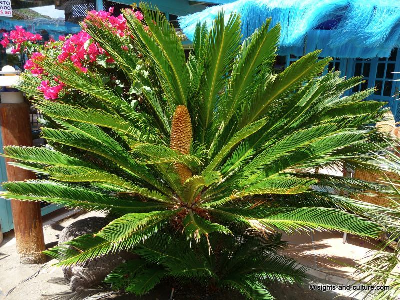 San Agustin IFA Beach hotel  vegetation