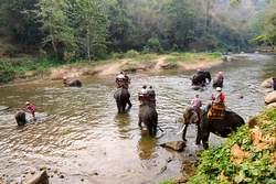 Elefant Camp Chiang Mai